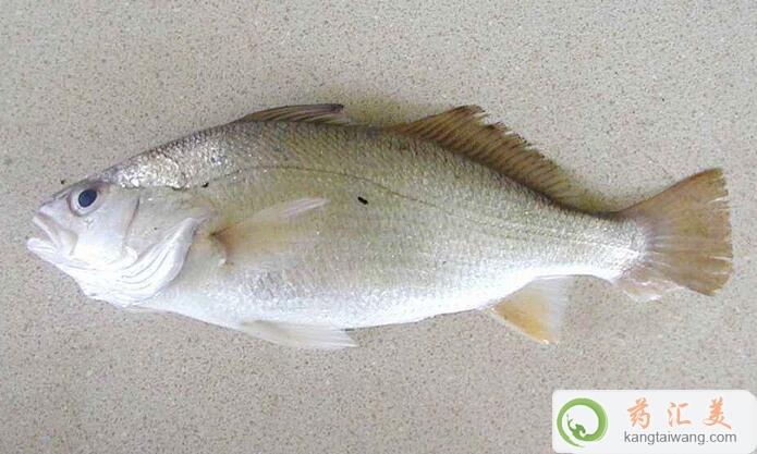 失眠可以吃白姑魚嗎 失眠可以吃白姑魚嗎