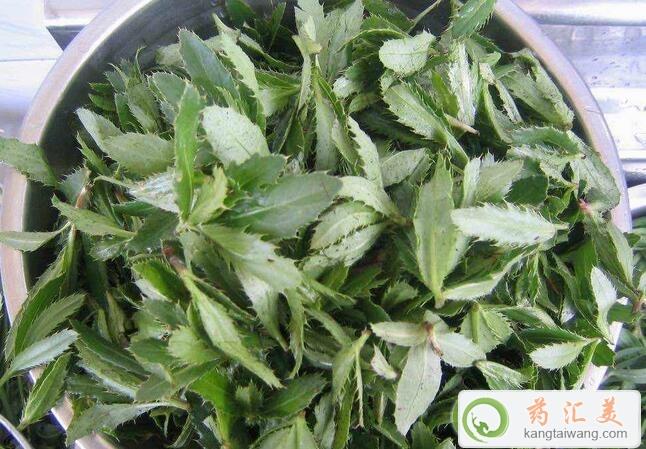 胰腺炎能吃刺兒菜嗎 胰腺炎能吃刺兒菜嗎