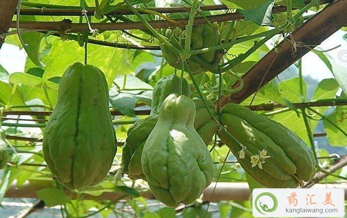 胰腺炎能吃佛手瓜嗎 胰腺炎能吃佛手瓜嗎