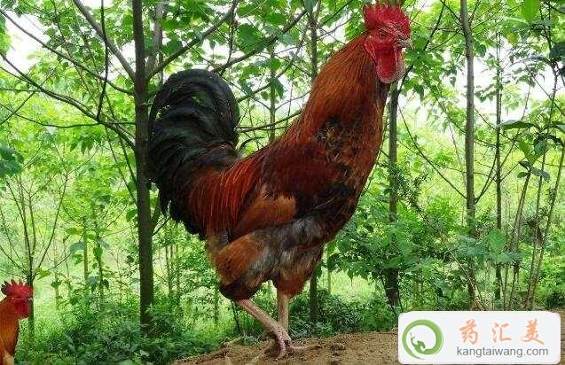 ׿Գu